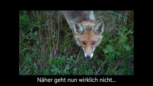 Lockjagd Fuchs