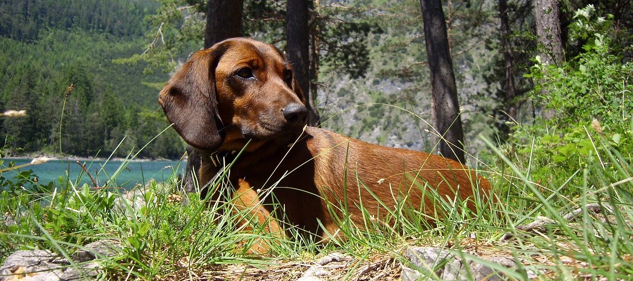 Schweißarbeit ohne Schweißhund
