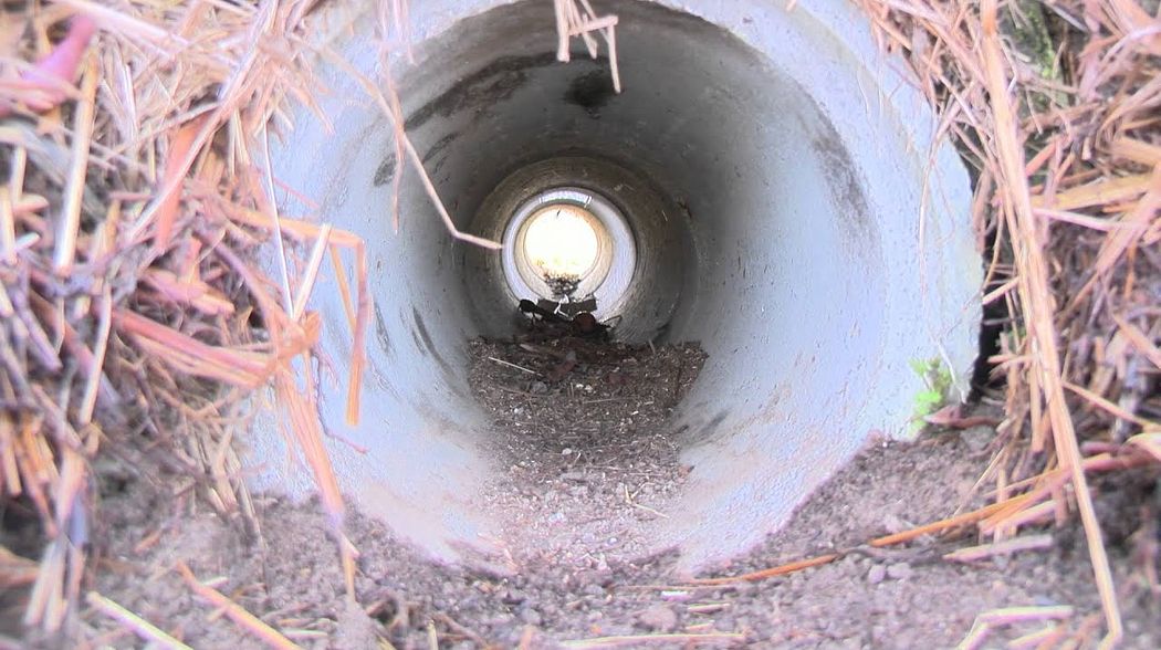 Fangjagd - unterschiedliche Fallentypen im Überblick