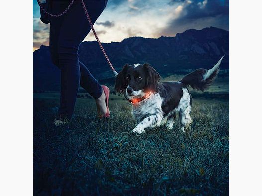 NITE DAWG LED HUNDEHALSBAND - S