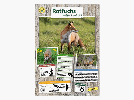 Lieu d'apprentissage nature - Affiche animale renard