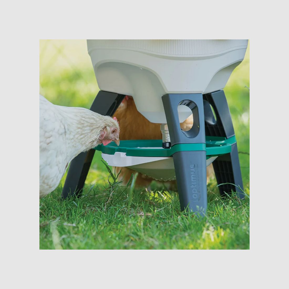 Abbeveratoio Olba Optimus 25 L su piedi, serbatoio rimovibile, immagine 10 di 16