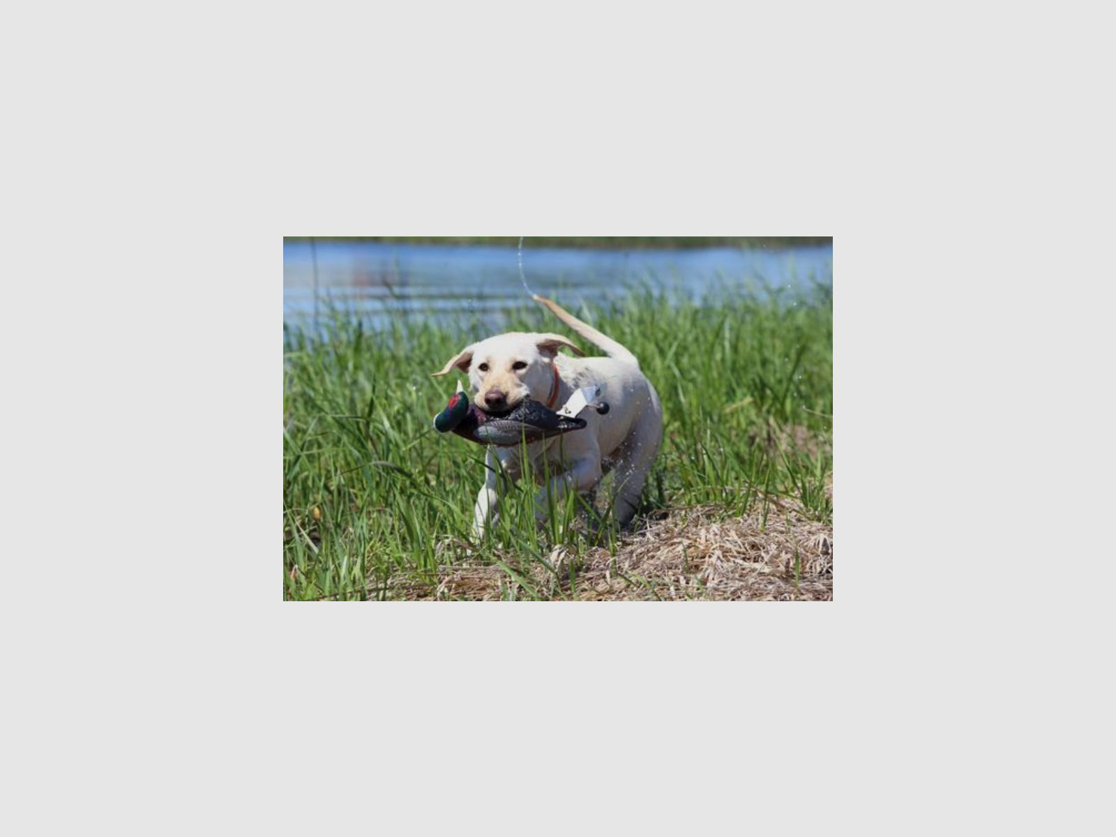 ASD Retrieve dummy EZ Bird Pheasant