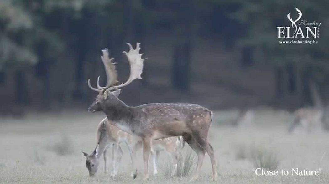 FALLOW BUCK RUTTING SEASON IN HUNGARY