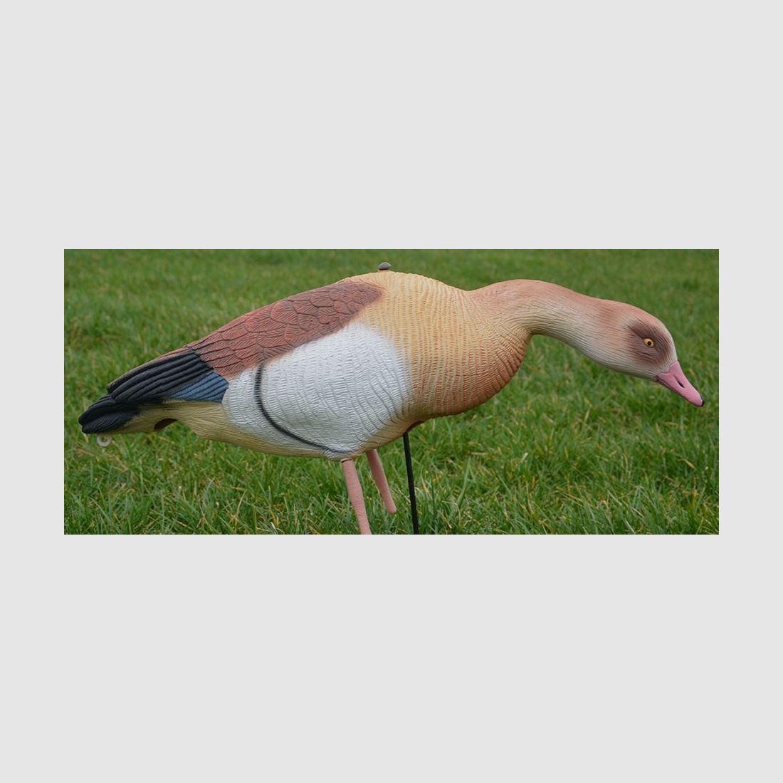 Prodecoys leurre d’oie d’Égypte corps entier, lot de 12 pièces, image 2 sur 3