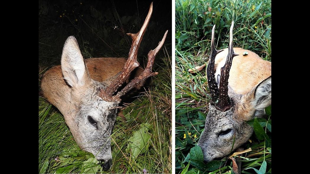 Roebuck hunting during the rut / Polowanie na rogacze podczas rui