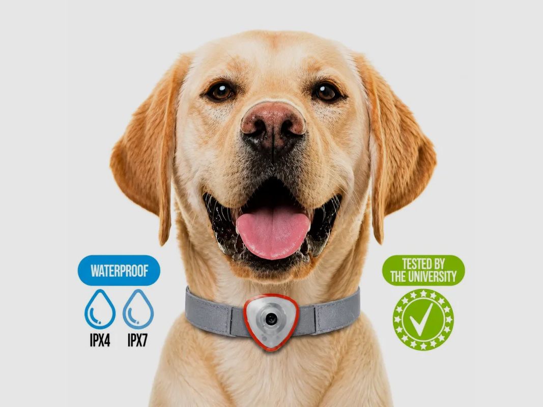 Repelente electrónico contra garrapatas y pulgas para perros y gatos naranja, imagen 5 de 8