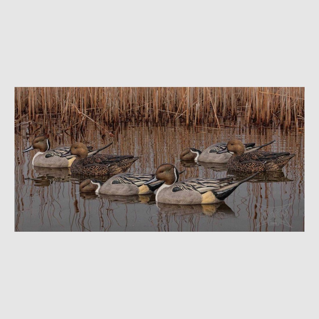 Active AvianX Decoy Forms, image 2 of 8
