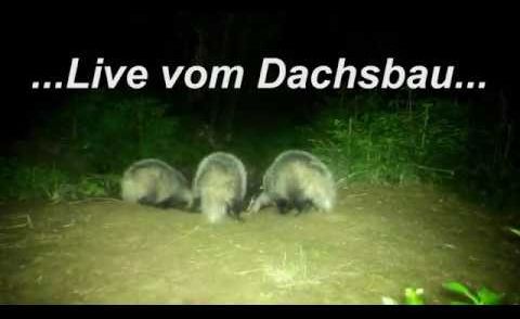 Jungdachse im Mai - badger, hunting, dachsbau, jagd, jakt,