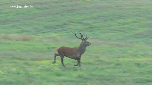 Der Hirsch im Sonnenaufgang im Herzen von Masuren  - Jagd zur Hirschbrunft in Polen / Masuren