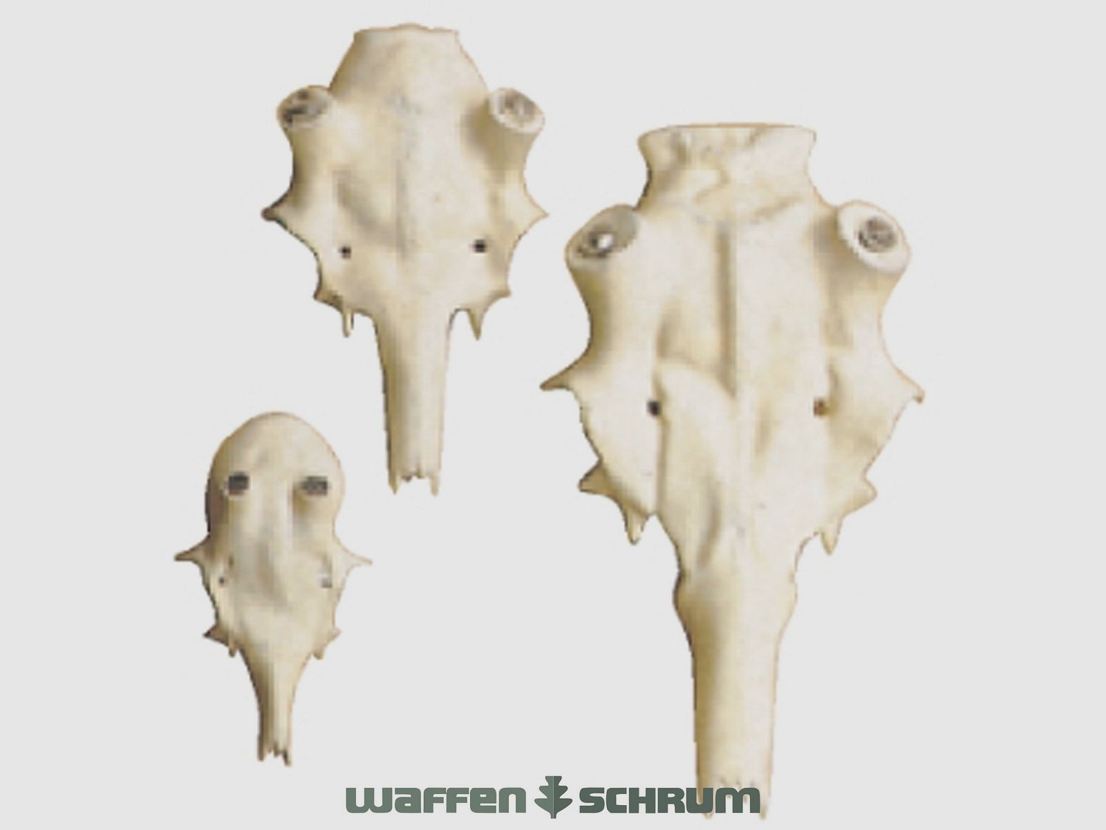 Adolf Boese crâne de cerf mulet artificiel diamètre de la rose 25mm