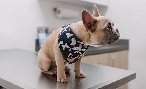 Für jeden Notfall gerüstet: Die wichtigsten Medikamente für den Hund im Reisegepäck