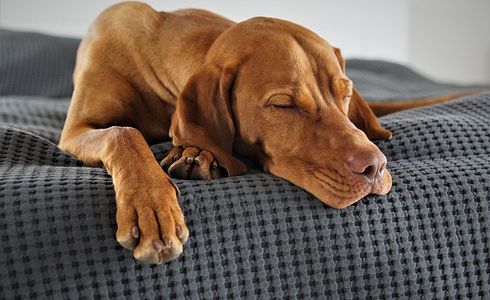 Die wichtigsten Fellpflegeprodukte für Ihren Hund: Eine ausführliche Betrachtung
