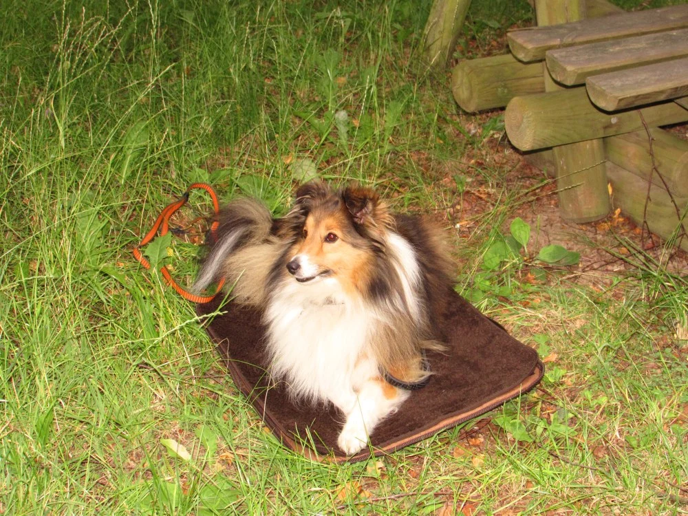 Portable dog mat XS/S Niggeloh, image 1 of 5