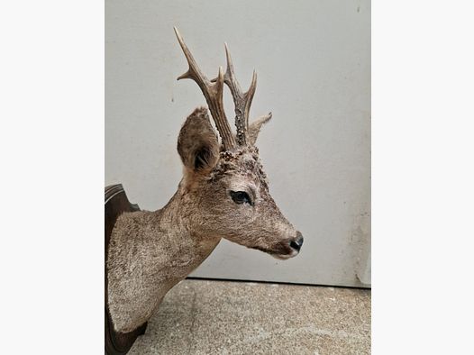 Taxidermie von Rehbock (Reh) auf Holzsockel
