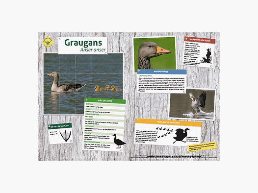 Lernort Natur-Tiertafel DIN A3 Graugans