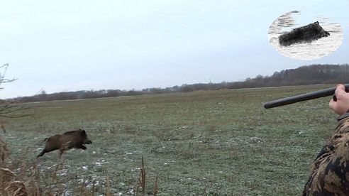 Best moments - November 2015 - driven hunt compilation - Drückjagd Beste Momente Chasse en battue