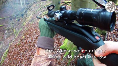 DRÜCKJAGD – ROLLIERENDE UND ANNEHMENDE WILDSCHWEINE, DRIVEN HUNT – CHARGING WILD BOARS