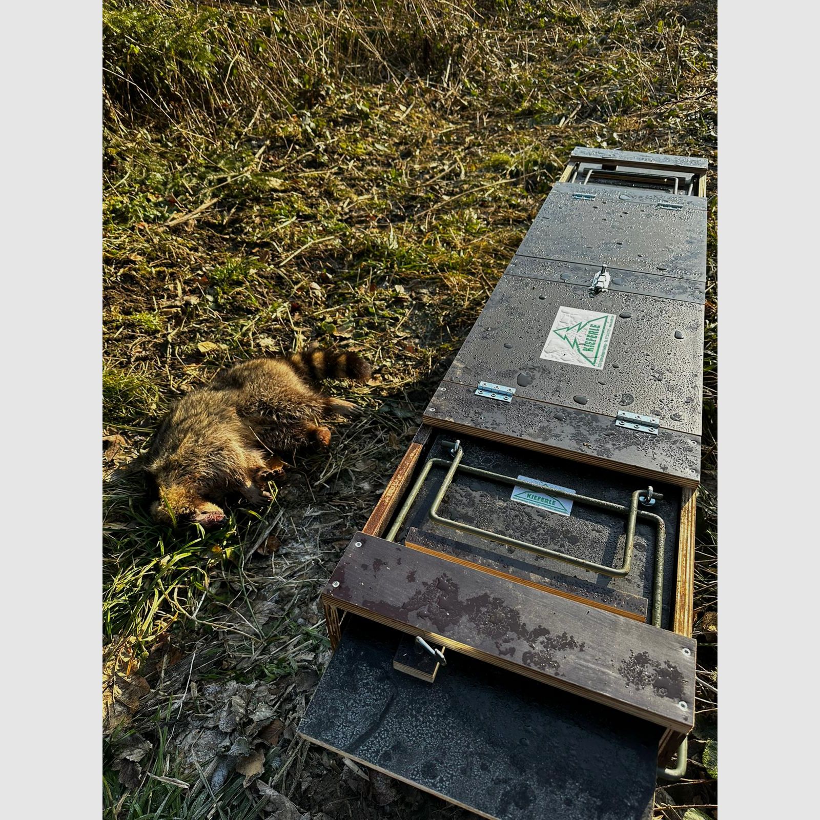 Trappola a scatola Allround Kieferle