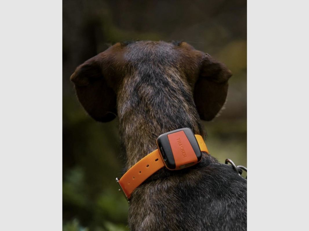 Collare Tracker Bark, immagine 2 di 3