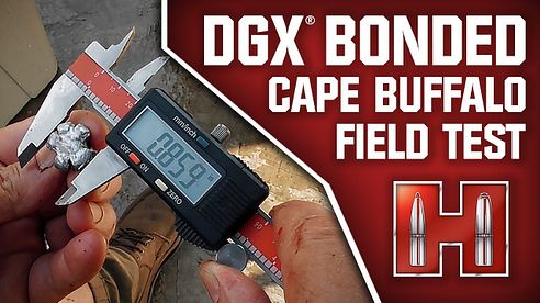 Hornady® | DGX® Bonded Cape Buffalo Field Test