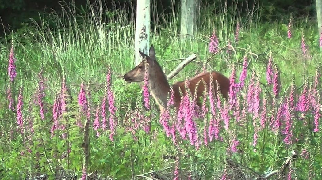 Jagd im Juni - Sommerjagd auf Rotwild Teil 2 - Beute machen