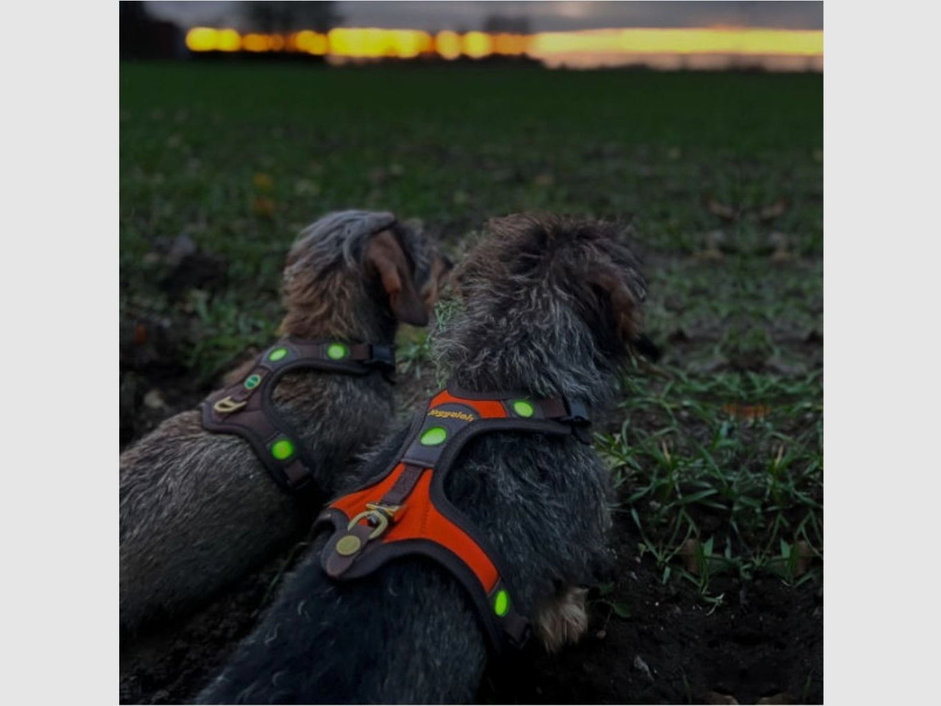 Arnés para perro Niggeloh Follow Light Lichtblick (XS, Naranja y Marrón), imagen 3 de 4