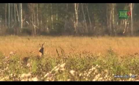 DJZ TV Sibirischer Rehbock