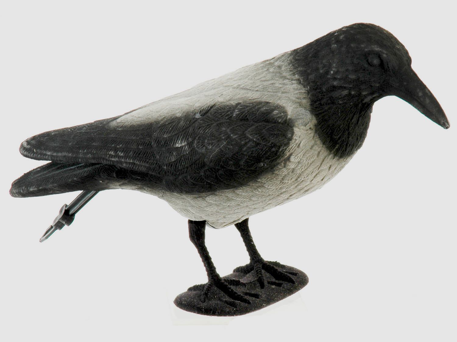 Corbeau à tête noire entier en train de se rassembler avec corbeau de brume