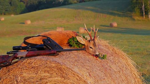 " Sauen und Hirsche satt " in Pommern - lots of wild boars and deer in Pommerania!