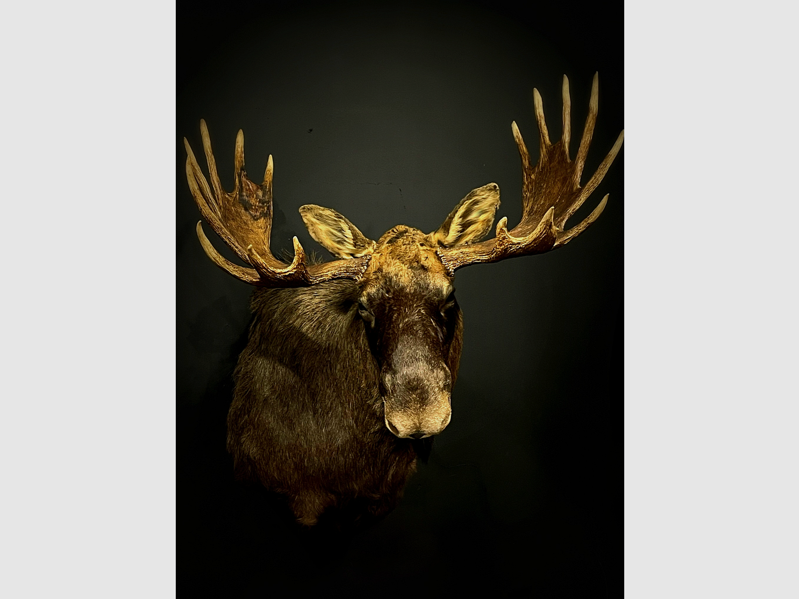 Shouldermount alce scandinavo, immagine 5 di 8