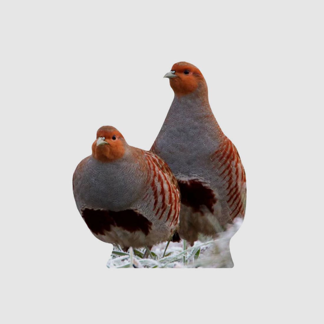 Animal stand partridge cock