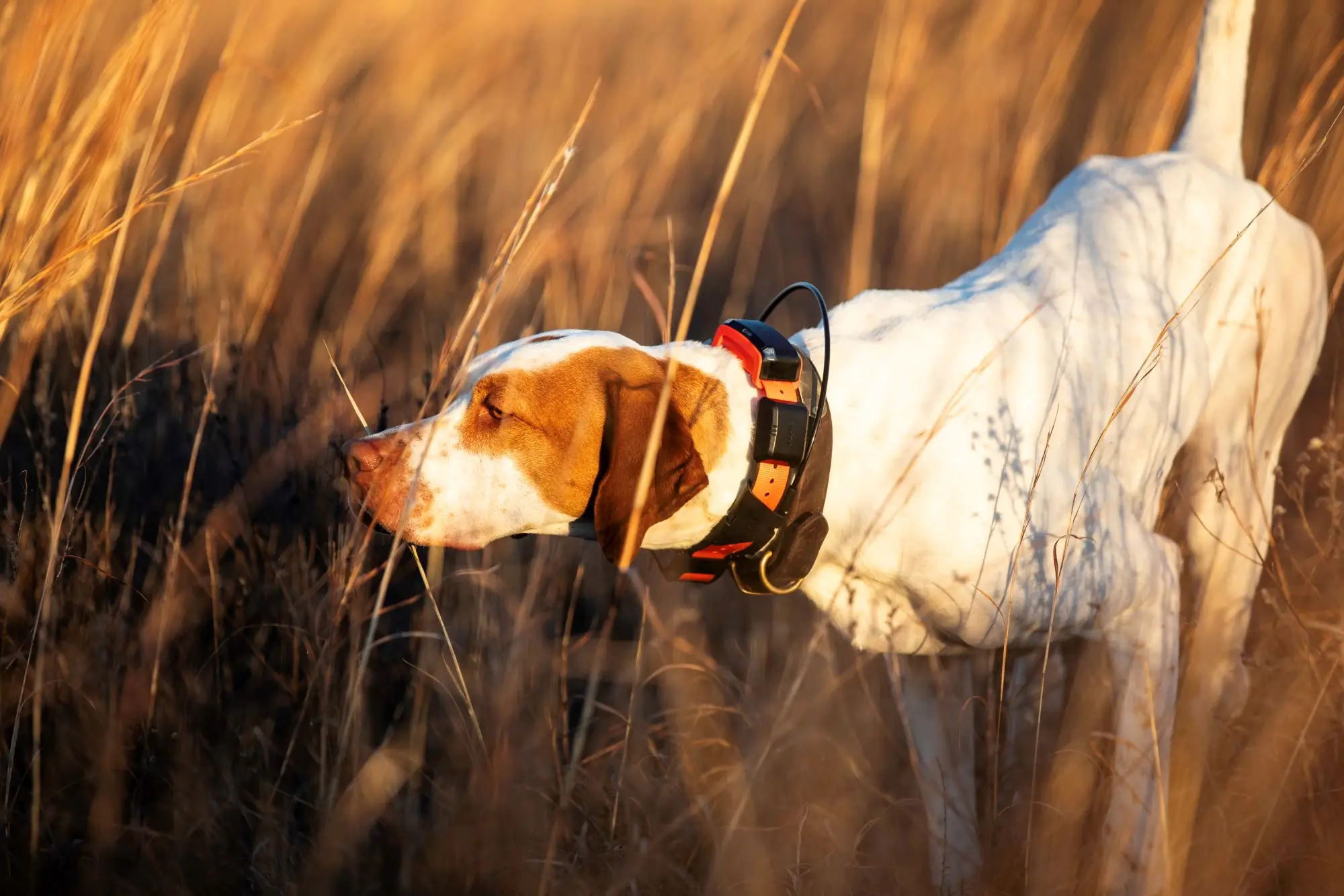 Garmin Hundetracker Alpha LTE, Bild 5 von 5