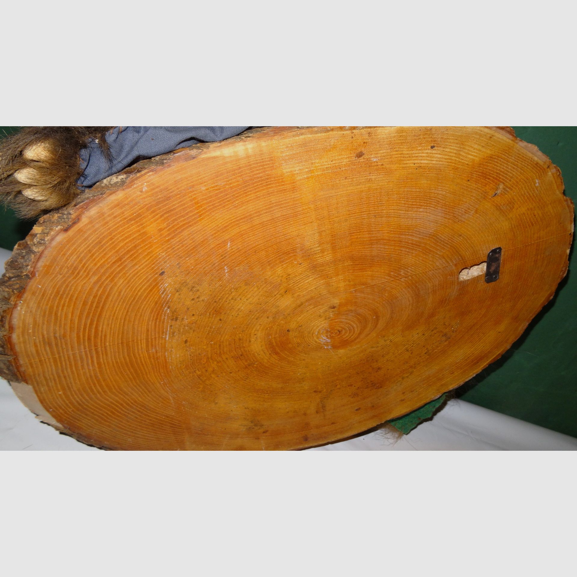 Cabeza de oso, trofeo, preparación como herencia, años 80, decoración