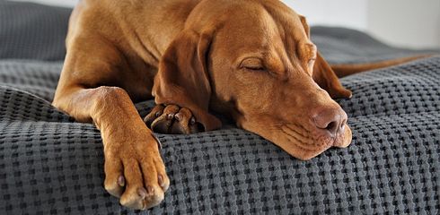 Die besten Zeckenschutz-Produkte für Hunde