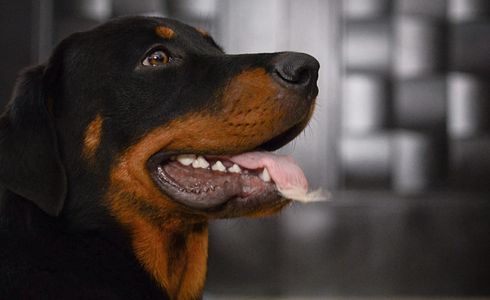 Rottweiler - eine kurze Übersicht über die Rasse