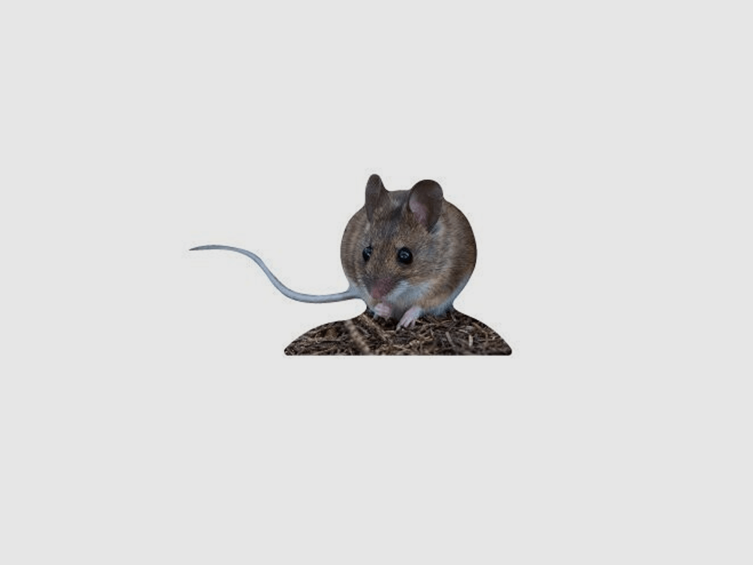 Animal Stand Forest Mouse