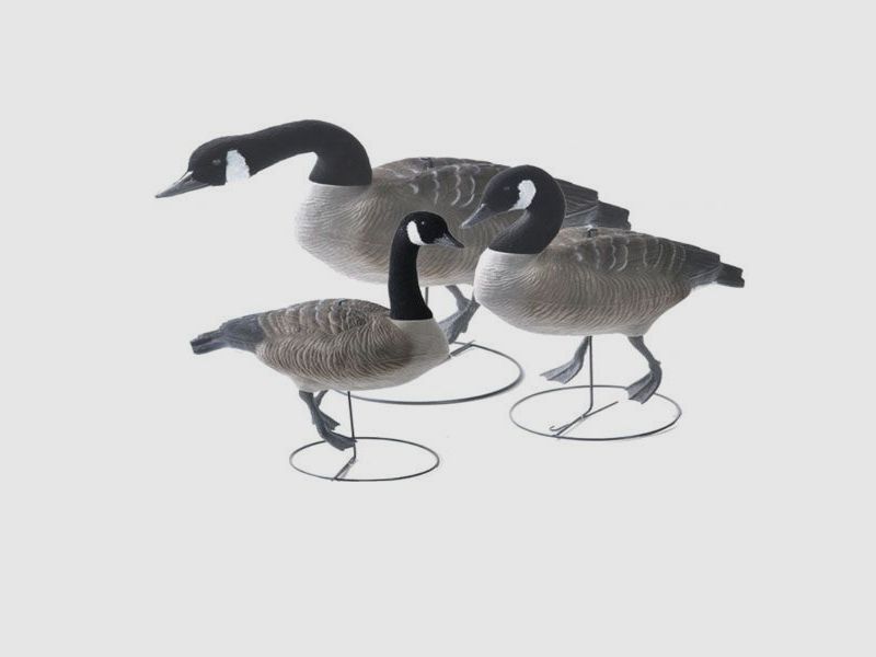 Canadagås m/stativ flock Full Body Lokkefugl