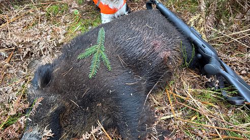 Praxisleitfaden Nachsuche - das richtige Verhalten nach dem Schuss auf Schalenwild