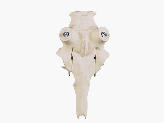 Crâne de cerf élaphe en aluminium - 60 mm