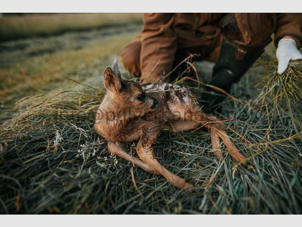 DJI Mavic 3 T Drohne Kitzrettung NEU Paket incl. Sonderfolierung Kitzrettungsdrohne DJI Mavic 3 T