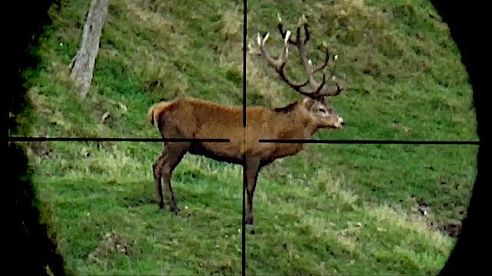 #waikarimoana Hunting Red deer with 7mm 08 rifle for venison recovery in New Zealand part 127