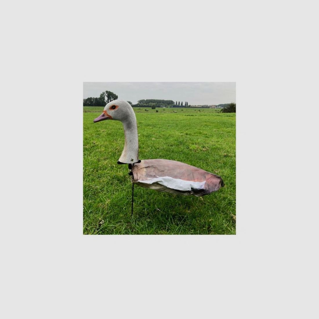 Windecoy Nilgans mit Kopf 10 Stk., Bild 1 von 4