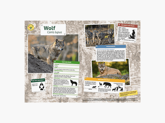 Lieu d'apprentissage Tableau des animaux DIN A3 Loup