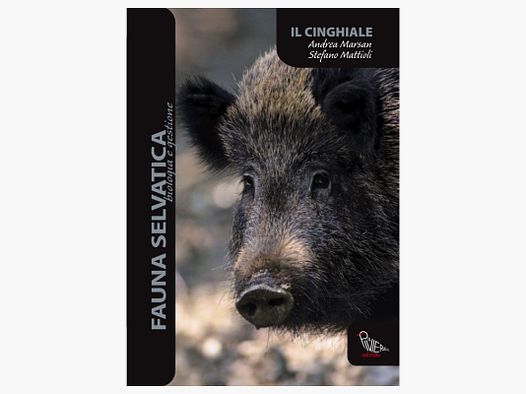 Il cinghiale