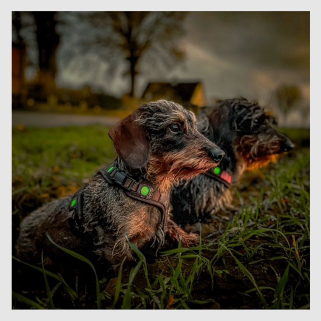 Arnés para perro Niggeloh Follow Light Lichtblick (XS, Marrón), imagen 4 de 4