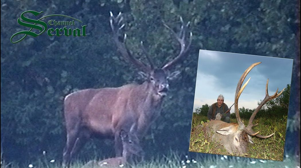 Red deer in mating season - Hunting in Croatia