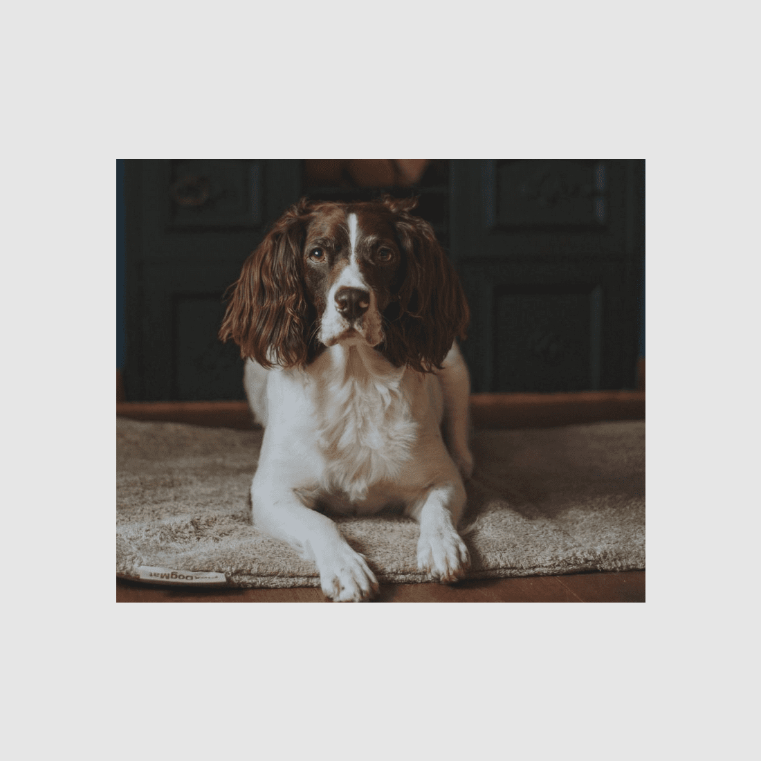 Siccaro FlexDogMat Hundematte