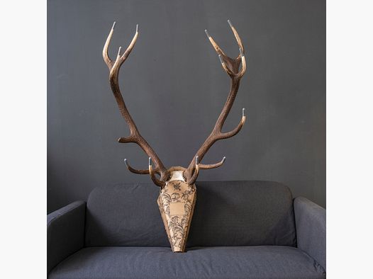 Skullyprotekt trophy protection red deer
