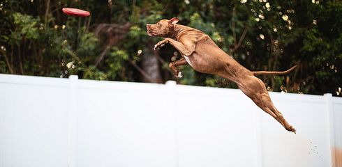 How to Train a Dog to Stop Jumping and Improve Dog Training